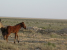 Horses in Mangistau Steppe