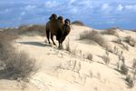 Camel in Mangistau Steppe Camel in Mangistau Steppe